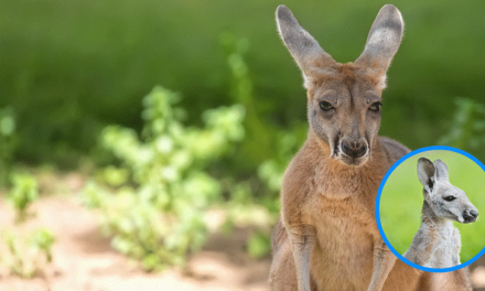 Canguros: Iconos de Australia y su sorprendente naturaleza