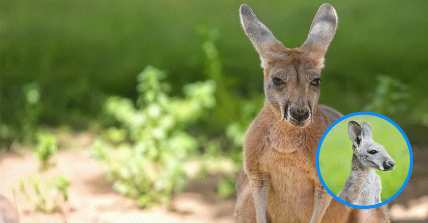 Canguros: Iconos de Australia y su sorprendente naturaleza